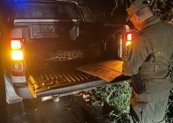 Buscan a quien atropelló y mató a cachorra de yaguareté en Iguazú