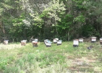 Apicultura: productores  esperan una óptima cosecha a causa de las pocas y pausadas lluvias
