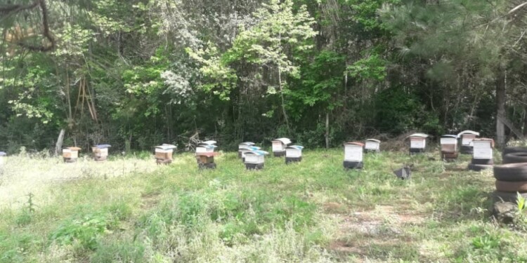 MEDICINAL. La miel misionera surge del monte y de diferentes hierbas autóctonas con propiedades medicinales.