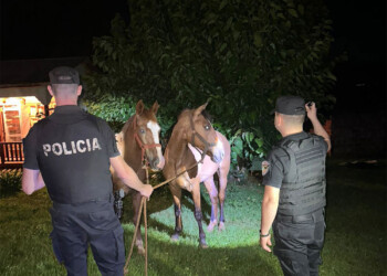Recuperaron dos caballos de raza que fueron robados