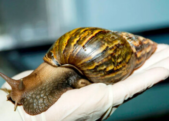 Presencia de caracoles africanos en Andresito: riesgos sanitarios y ambientales