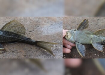 Peces del río Paraná: Hypostomus commersoni