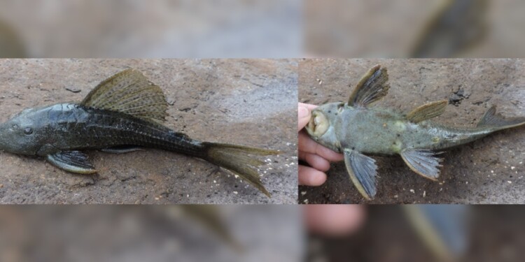 Hypostomus commersoni / Foto: Lic. Danilo R. Aichino