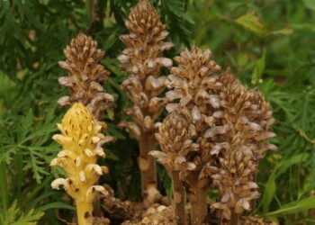 Alerta por el “jopo del girasol”