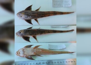 Peces del río Parana: Loricaria simillima