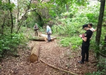 Incautan 22 rollos de madera nativa en San Vicente
