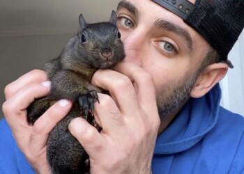 Peanut, la ardilla influencer que fue decomisada y sacrificada