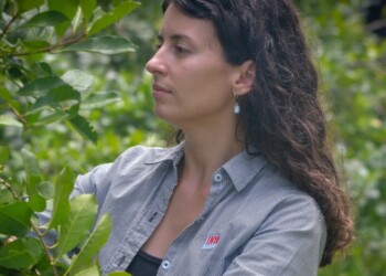 Avanzan en el mejoramiento genético de la yerba para optimizar rendimiento