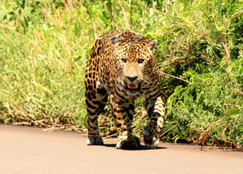 El yaguareté, su conservación y el impacto socioeconómico que tiene
