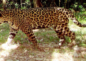 En marzo proyectan llevar una yaguareté a la Reserva Yabotí para la refaunación