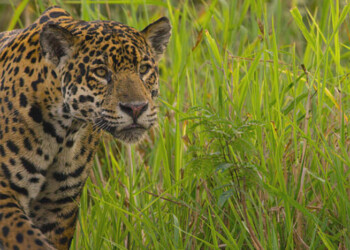 En marzo proyectan llevar una yaguareté a la Reserva Yabotí para la refaunación