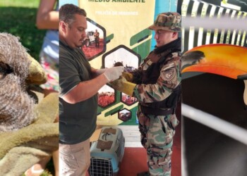 En San Vicente rescataron a tres aves regionales