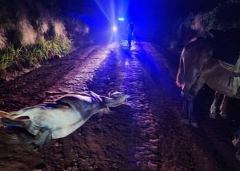 Motociclista chocó contra caballo guiado por un menor: el animal murió y el niño fue hospitalizado