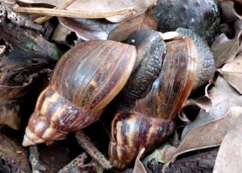 Presencia de caracoles africanos en Andresito: riesgos sanitarios y ambientales