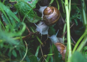 Trucos caseros para evitar que los caracoles dañen tus plantas