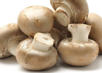 Cómo cultivar hongos comestibles en tu jardín