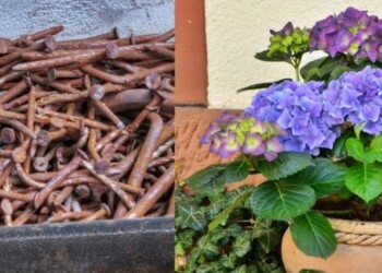 Por qué sembrar clavos oxidados en la huerta, el jardín o en macetas