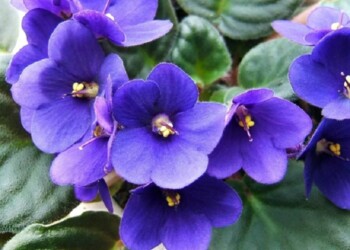 Cromoterapia: violeta transmutación y transformación