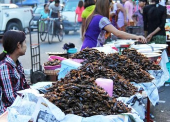 Insólito: crían cucarachas por sus beneficios para la salud humana y el ambiente
