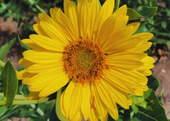 Potencial del girasol perenne como alternativa forrajera