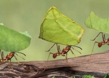 Biólogo argentino predice el clima estudiando a las hormigas