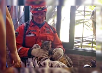 El derrumbe en Villa Gesell y un nuevo milagro: rescataron con vida a una gatita ocho días después del derrumbe
