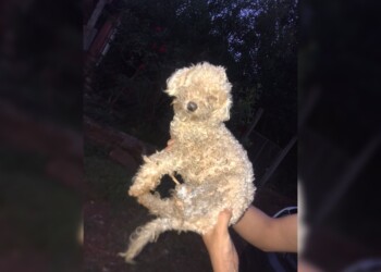 Video: grabó a su vecino maltratando a un perro y luego lo denunció