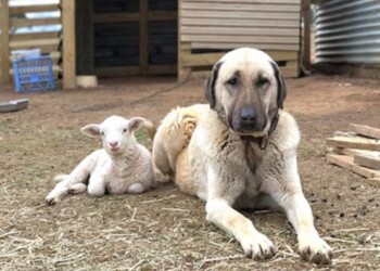 El kangal: guardián poderoso y ancestral