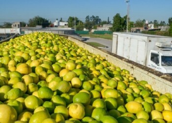 Por qué el limón aumentó un 76% y qué puede seguir pasando con el precio
