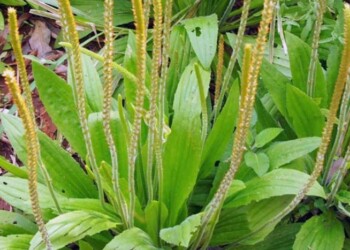 Plantas medicinales: cómo las usan guaraníes, criollos y polacos