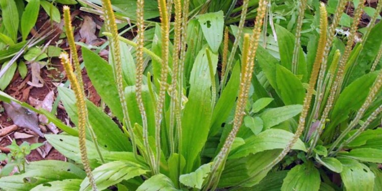 El llantén es una de las plantas más usada por los criollos para tratar dolencias cotidianas.