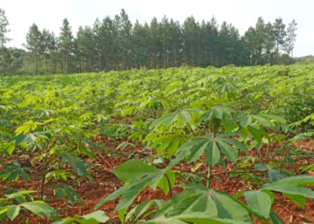 Cosecha récord de mandioca, pero los precios se estancaron