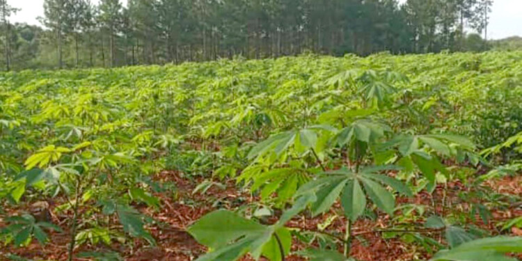 RÉCORD. El sector logró  sacar 100 mil millones de kilos, pero el valor del producto quedó planchado y no se vio ganancia.