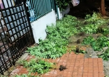 Discutió con su novio y lo denunció por tener plantas de marihuana: terminaron detenidos