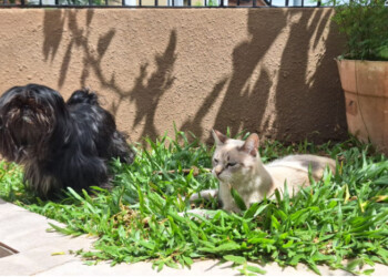 Relevamiento de animales de compañía en Posadas seguirá hasta el viernes