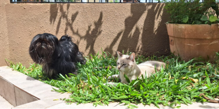 PERROS Y GATOS. Son los animales más elegidos como de compañía en los hogares de los argentinos.