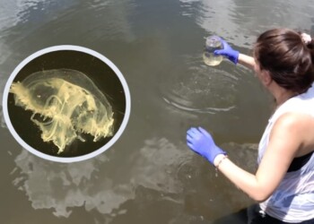 Confirman presencia de medusas en cursos de agua de Misiones