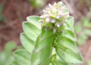 Peligro inminente de extinción: solo queda una “mentita misionera” en la naturaleza