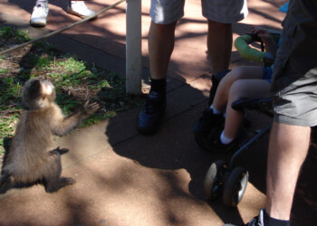 Detectaron infección de tuberculosis bovina en monos caí del Parque Nacional Iguazú