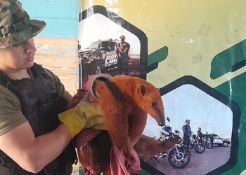 Apareció un oso melero en el patio de una vivienda de San Vicente