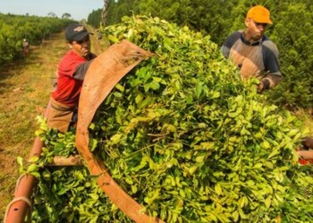 El salario más bajo de un peón de campo debe superar $702 mil