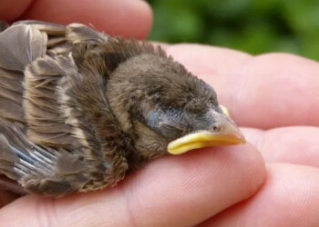 ¿Qué hacer al encontrar pichones de aves o pájaros bebés?