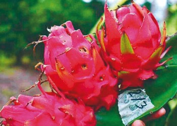La “fruta del dragón”, alternativa para diversificar la producción