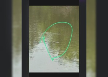 Alerta en Misiones: buscan capturar a un yacaré liberado en un lago público