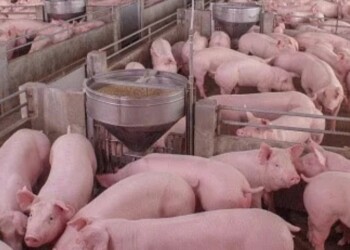 La cadena porcina ya puede calcular su huella de carbono