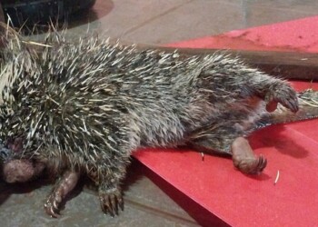 Posadas: rescatan a un coendou, tras ser atacado por un perro