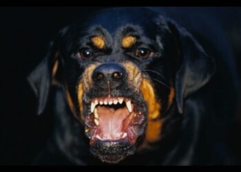 Feroz ataque de un rottweiler a un hombre en Posadas