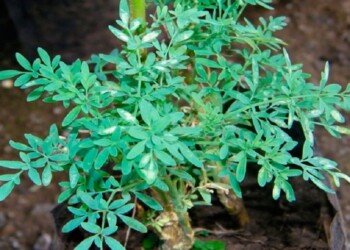 Propiedades de la ruda y cómo cultivarla
