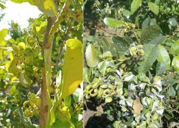 Otro año feísimo para el colono: el rulo ataca fuerte a la yerba y no “hay plata” para limpiar