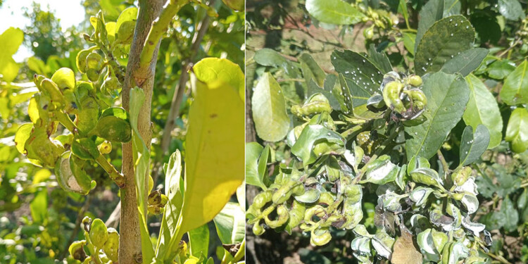 DRAMÁTICO. A estas alturas los colonos deberían tener una brotación de 50 centímetros, por el rulo no llega a 10.